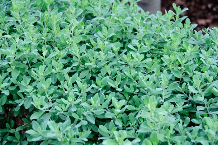 'Compacta' Texas Sage - Leucophyllum frutescens from 93 Nursery and Landscape Supply