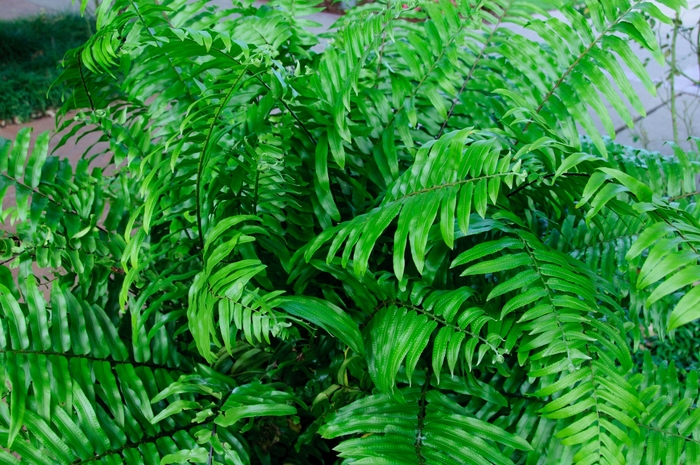 Macho Fern - Nephrolepis biserrata from 93 Nursery and Landscape Supply
