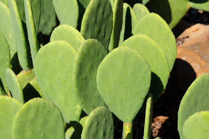 Spineless Prickly Pear - Opuntia cacanapa from 93 Nursery and Landscape Supply
