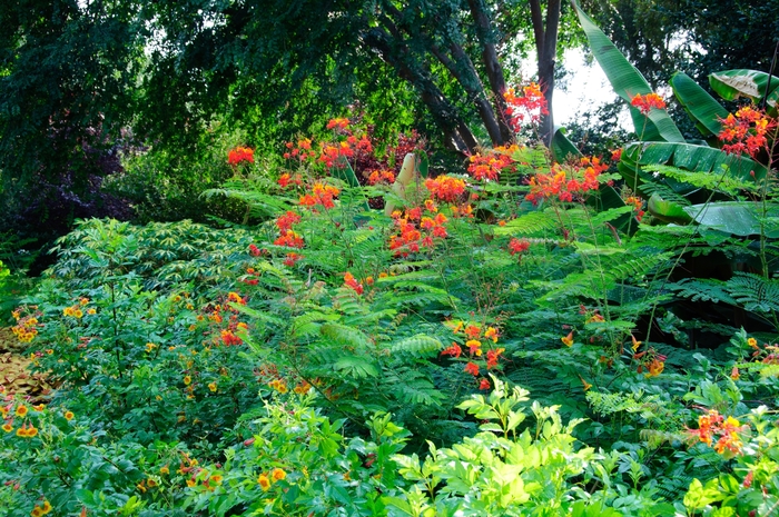 Pride of Barbados - Caesalpinia pulcherrima from 93 Nursery and Landscape Supply