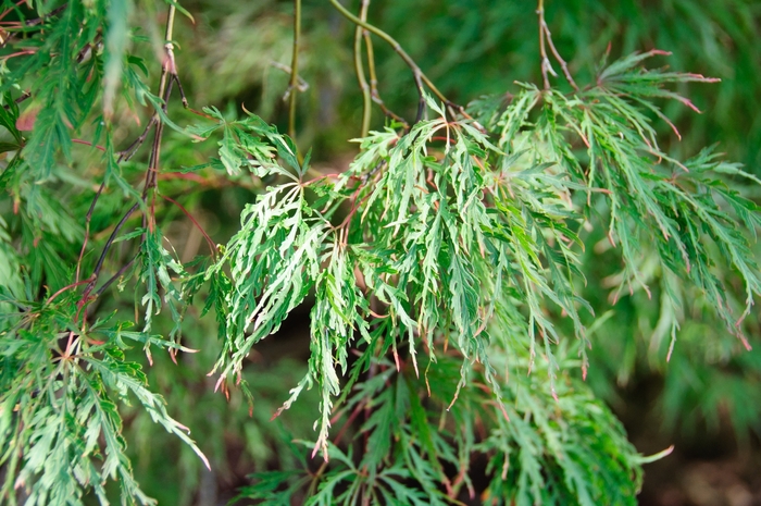 Japanese Maple 'Inaba Shidare' - Acer palmatum var. dissectum from 93 Nursery and Landscape Supply