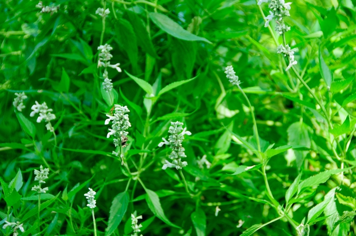 'Augusta Duelberg' Mealycup Sage - Salvia farinacea from 93 Nursery and Landscape Supply