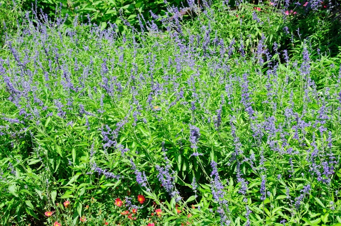 'Henry Duelberg' Mealycup Sage - Salvia farinacea from 93 Nursery and Landscape Supply