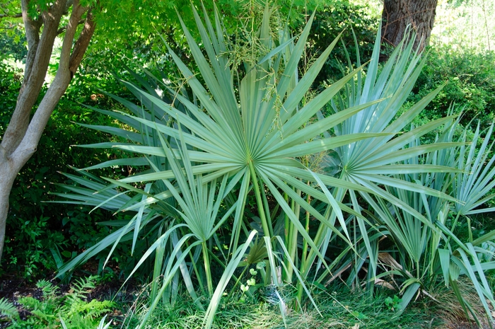 Dwarf Palmetto - Sabal minor from 93 Nursery and Landscape Supply