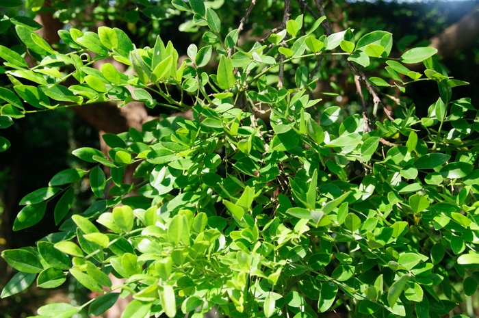 Eve's Necklace - Sophora affinis from 93 Nursery and Landscape Supply