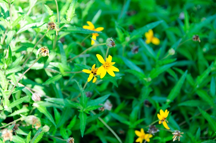 Zexmenia - Wedelia texana from 93 Nursery and Landscape Supply
