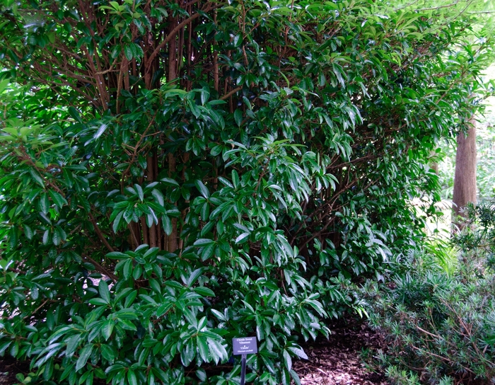 Sandanqwa Viburnum - Viburnum suspensum from 93 Nursery and Landscape Supply
