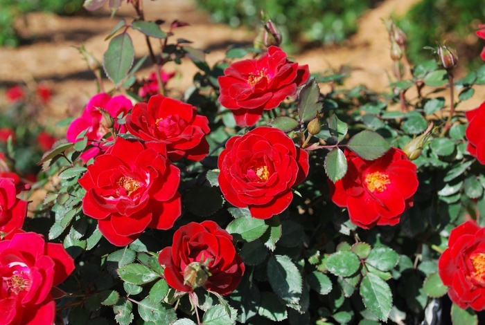 Sunrosa® 'Red' - Rosa (Shrub Rose) from 93 Nursery and Landscape Supply