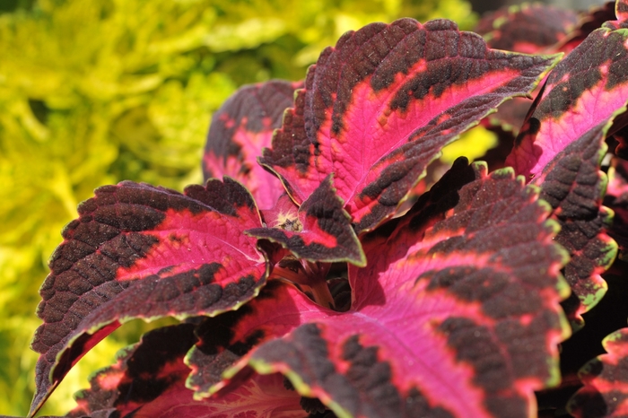 'Fifth Avenue' Coleus - coleus from 93 Nursery and Landscape Supply