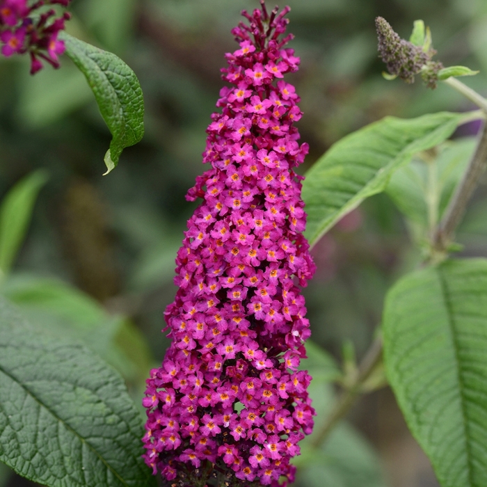 'CranRazz™' Butterfly Bush - Buddleia from 93 Nursery and Landscape Supply