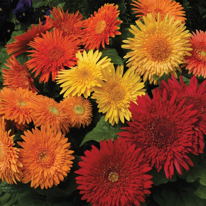Assorted Gerbera - Gerbera jamesonii (Gerbera Daisy) from 93 Nursery and Landscape Supply