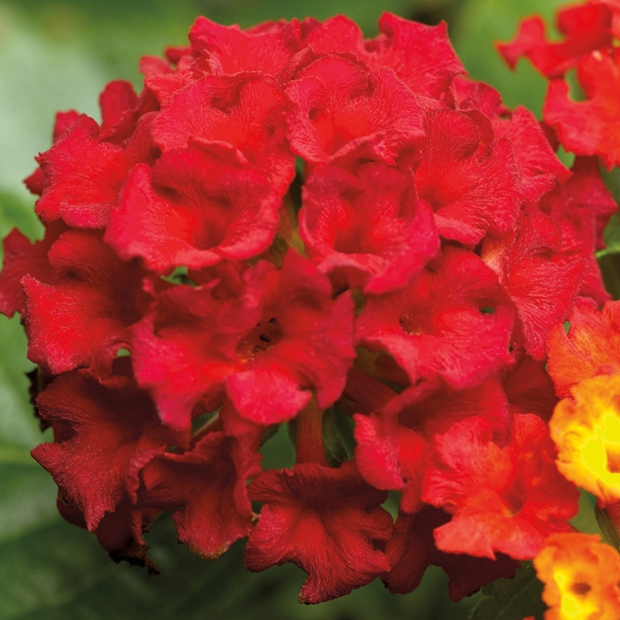 Bandana® 'Red' - Lantana camara from 93 Nursery and Landscape Supply
