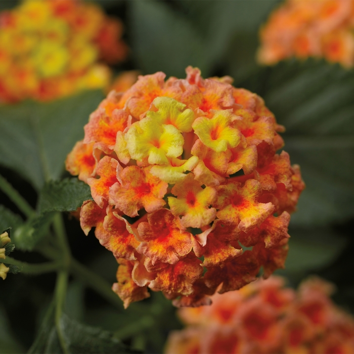 Bandana® 'Peach' - Lantana camara from 93 Nursery and Landscape Supply