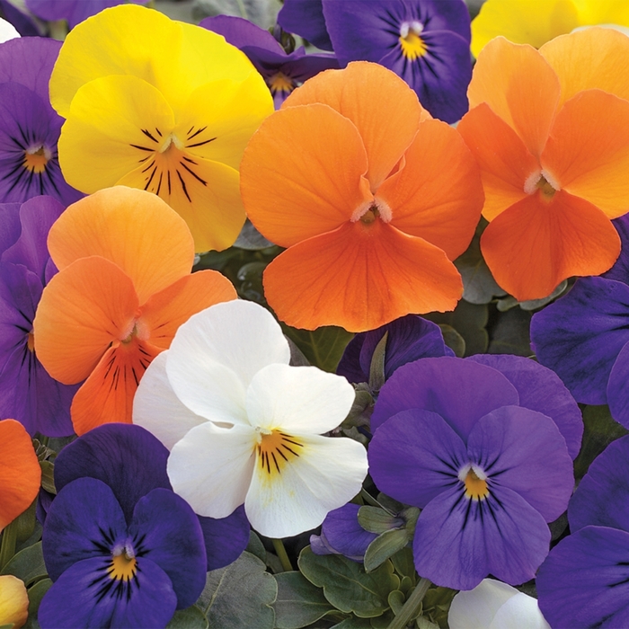 Pansy Mix - Viola cornuta (Pansy) COPY from 93 Nursery and Landscape Supply