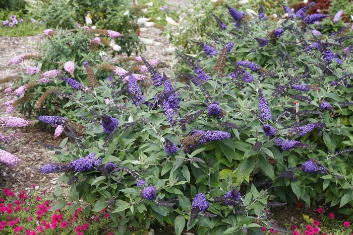 'Pugster Blue&reg;' Butterfly Bush - Buddleia from 93 Nursery and Landscape Supply