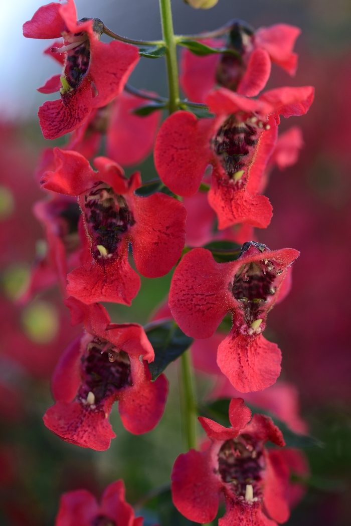 Archangel™ 'Cherry Red' - Angelonia angustifolia from 93 Nursery and Landscape Supply