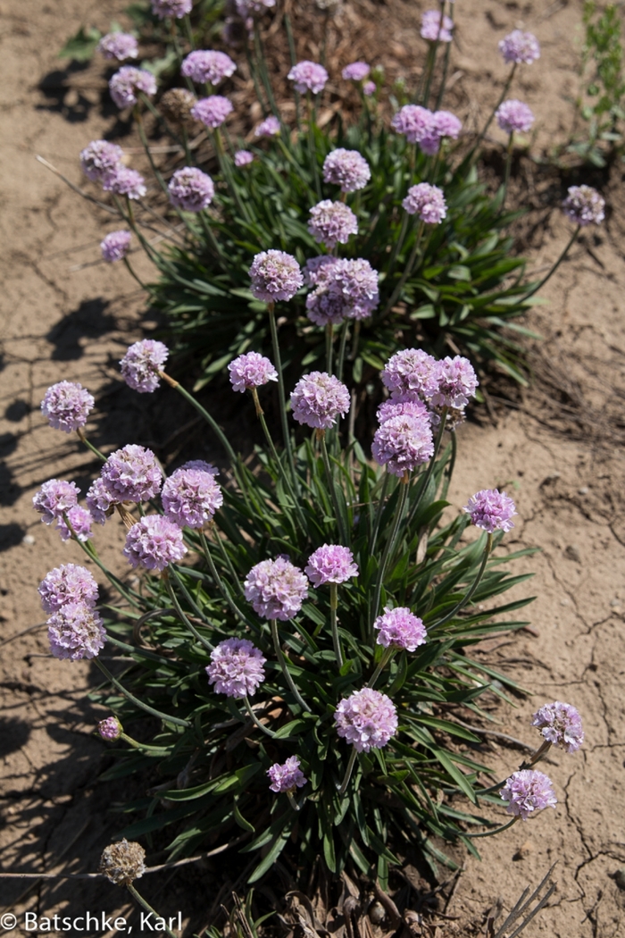Dreameria&reg; 'Sweet Dreams' - Armeria pseudarmeria (Thrift, Sea Pinks) from 93 Nursery and Landscape Supply