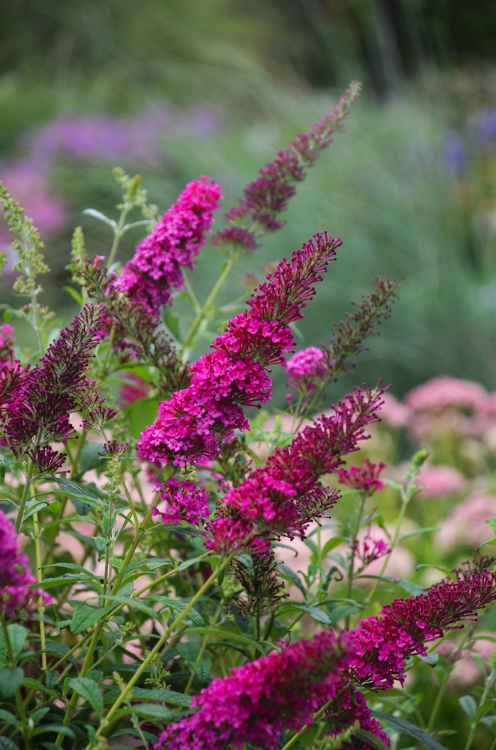 Monarch® 'Queen of Hearts' - Buddleia davidii (Butterfly Bush) from 93 Nursery and Landscape Supply
