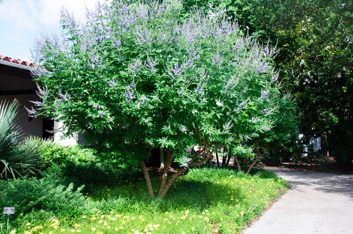 Vitex 'Shoal Creek' - Vitex agnus-castus from 93 Nursery and Landscape Supply