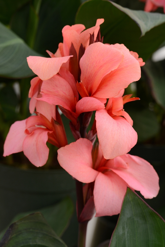 Cannova® 'Mango' - Canna x generalis (Canna Lily) from 93 Nursery and Landscape Supply