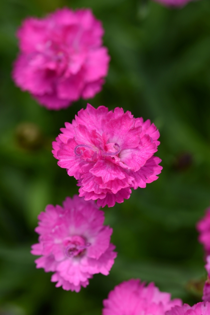Mountain Frost™ 'Pink PomPom' - Dianthus (China Pinks, Cheddar Pinks) from 93 Nursery and Landscape Supply