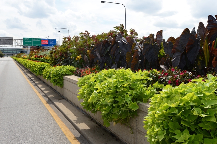 'Marguerite' Sweet Potato Vine - Ipomoea batatas from 93 Nursery and Landscape Supply