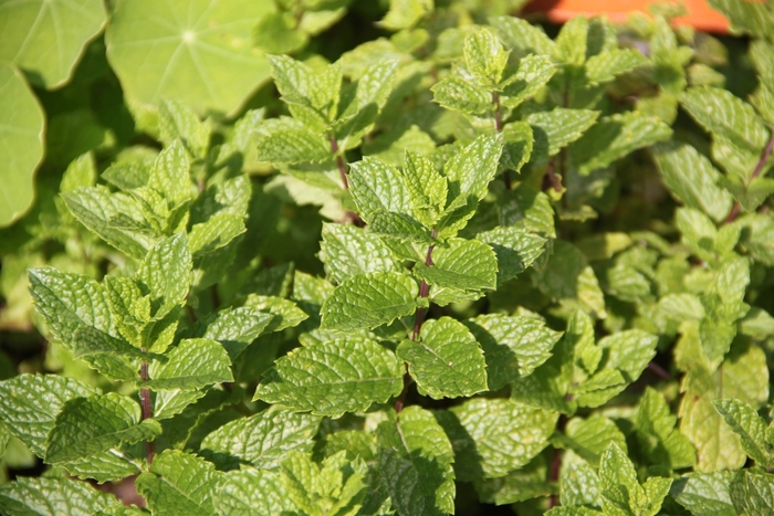 Spearmint, Mint - Mentha spicata from 93 Nursery and Landscape Supply