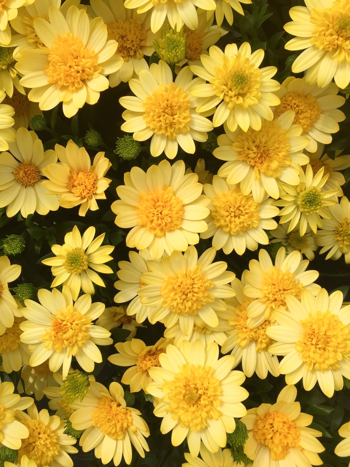 4D 'Sunburst' - Osteospermum (African Daisy) from 93 Nursery and Landscape Supply