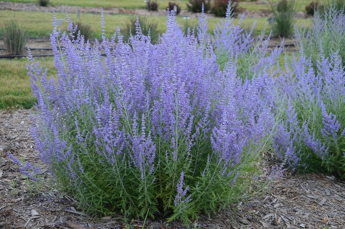 Russian Sage - Perovskia atriplicifolia from 93 Nursery and Landscape Supply