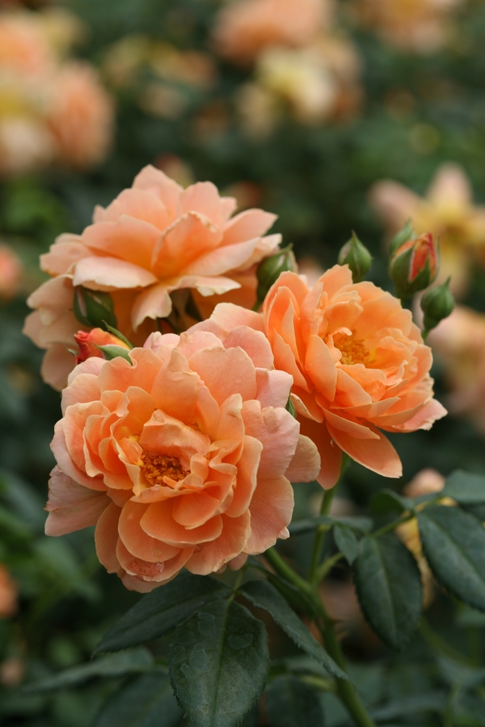 'At Last®' Hybrid Tea Rose - Rosa from 93 Nursery and Landscape Supply