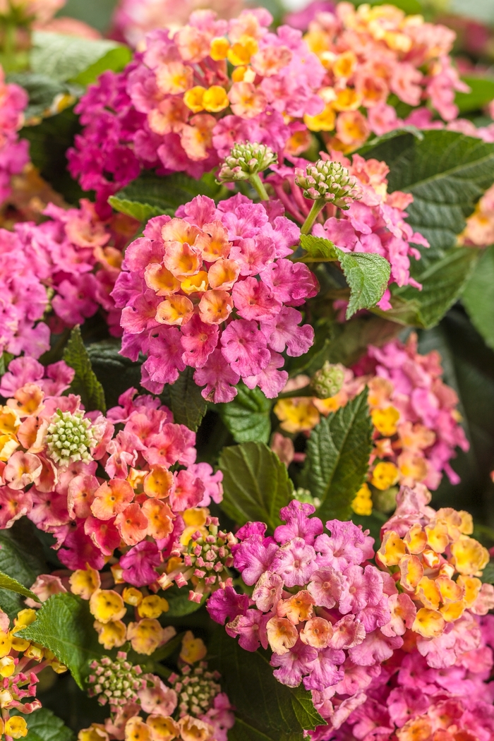 Luscious® 'Royale Cosmo' - Lantana camara from 93 Nursery and Landscape Supply