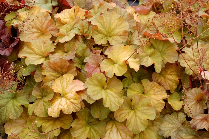 Northern Exposure 'Amber' - Heuchera (Coral Bells) from 93 Nursery and Landscape Supply