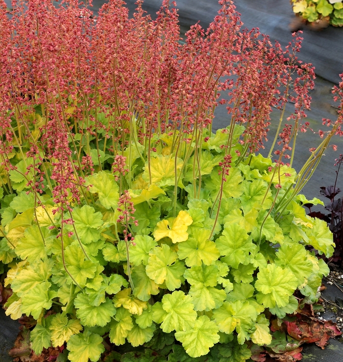 Northern Exposure 'Lime' - Heuchera (Coral Bells) from 93 Nursery and Landscape Supply