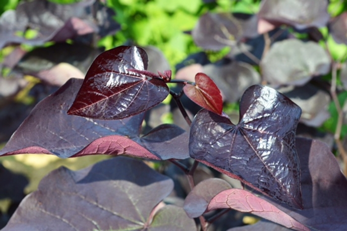 'Black Pearl®' Redbud - Cercis canadensis from 93 Nursery and Landscape Supply