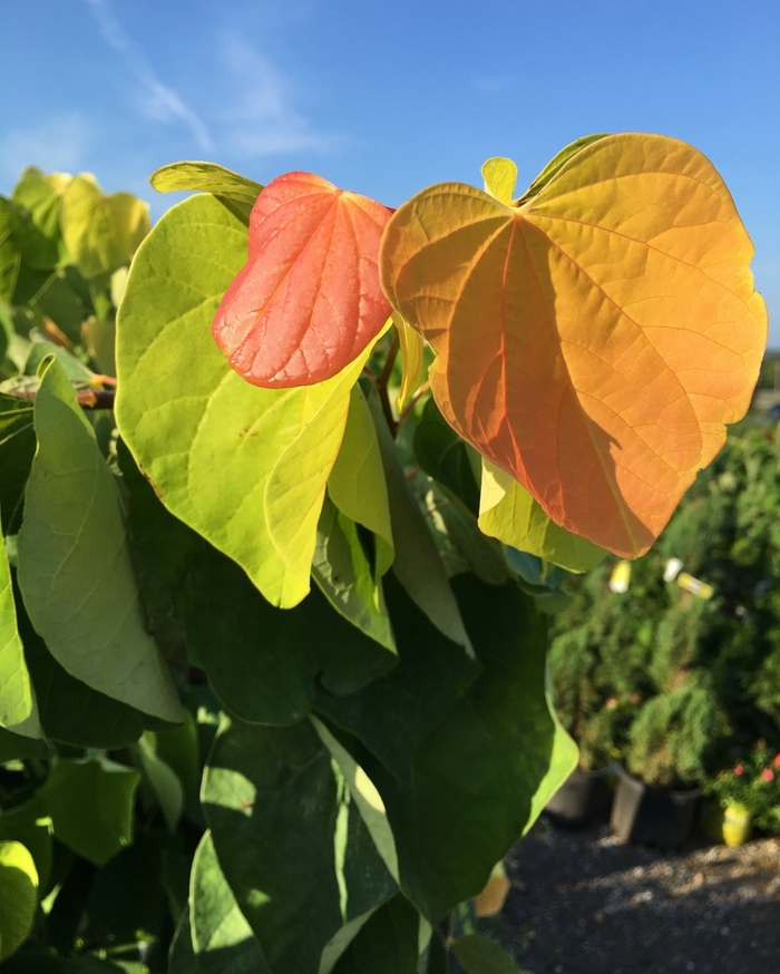 'The Rising Sun&trade;' Redbud - Cercis canadensis from 93 Nursery and Landscape Supply