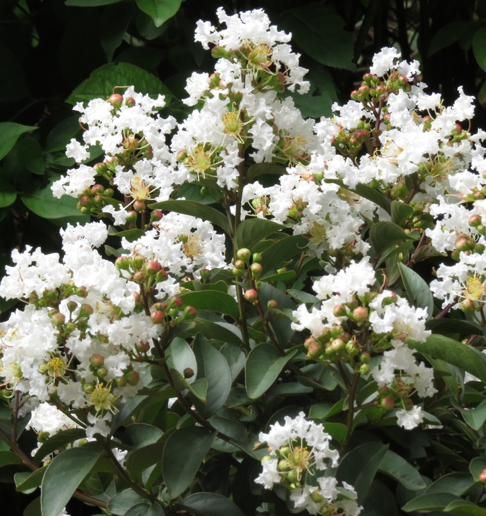 'French Vanilla Petite' Crape Myrtle - Lagerstroemia indica from 93 Nursery and Landscape Supply