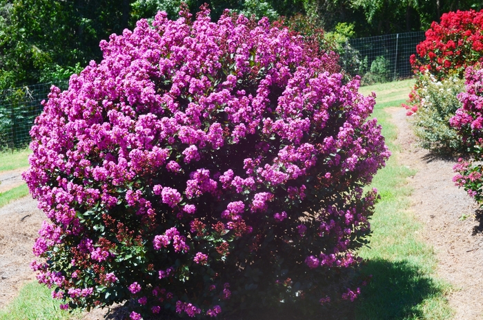 'Enduring Lavender' Crapemyrtle - Lagerstroemia from 93 Nursery and Landscape Supply