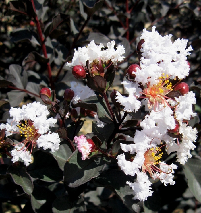 'Ebony and Ivory' Crape Myrtle - Lagerstroemia from 93 Nursery and Landscape Supply