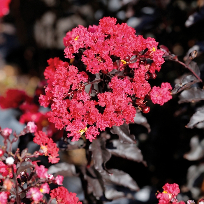 'Ebony Embers' Crape Myrtle - Lagerstroemia from 93 Nursery and Landscape Supply