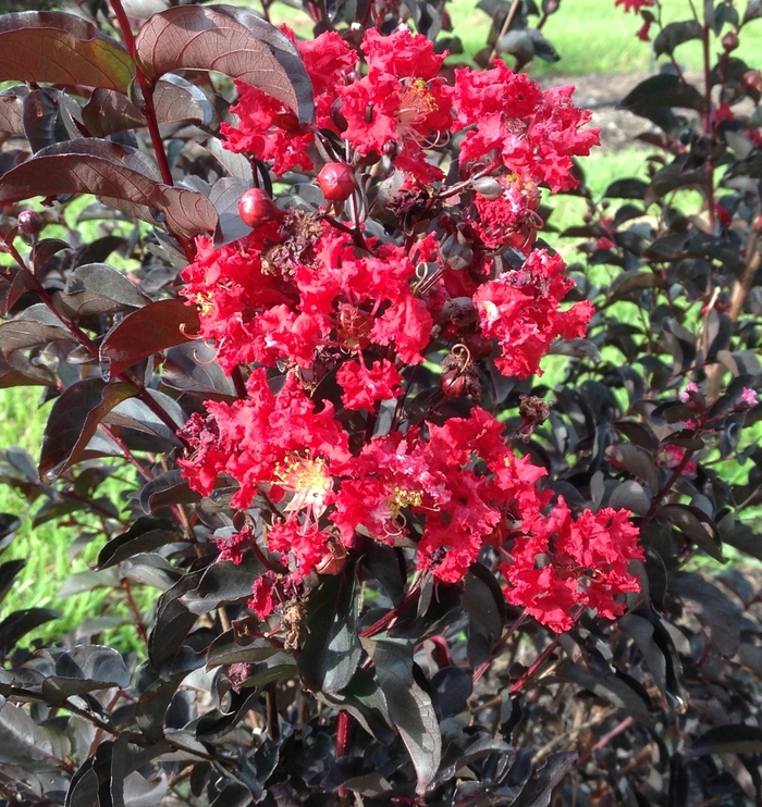 'Ebony Fire' Crape Myrtle - Lagerstroemia from 93 Nursery and Landscape Supply