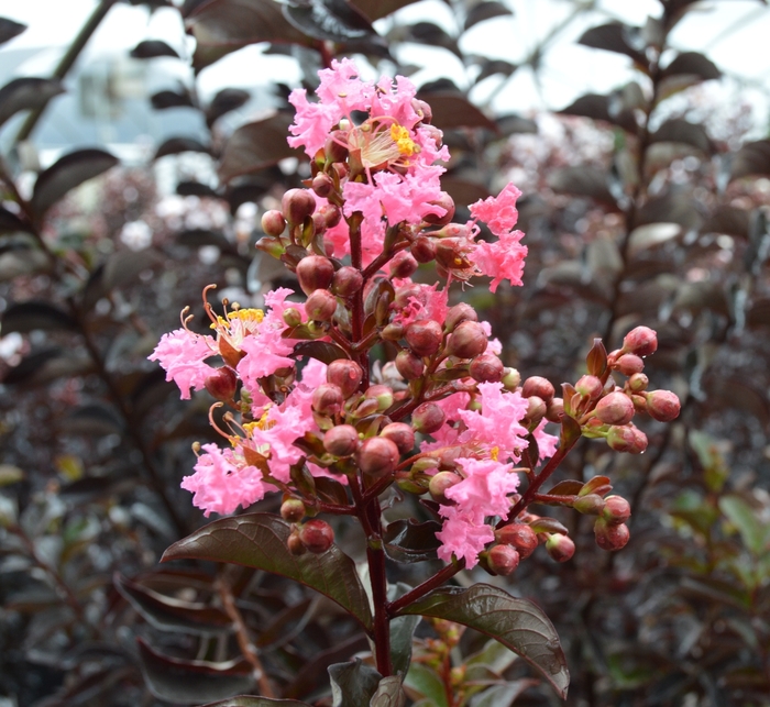 'Rhapsody in Pink' Crape Myrtle - Lagerstroemia indica from 93 Nursery and Landscape Supply