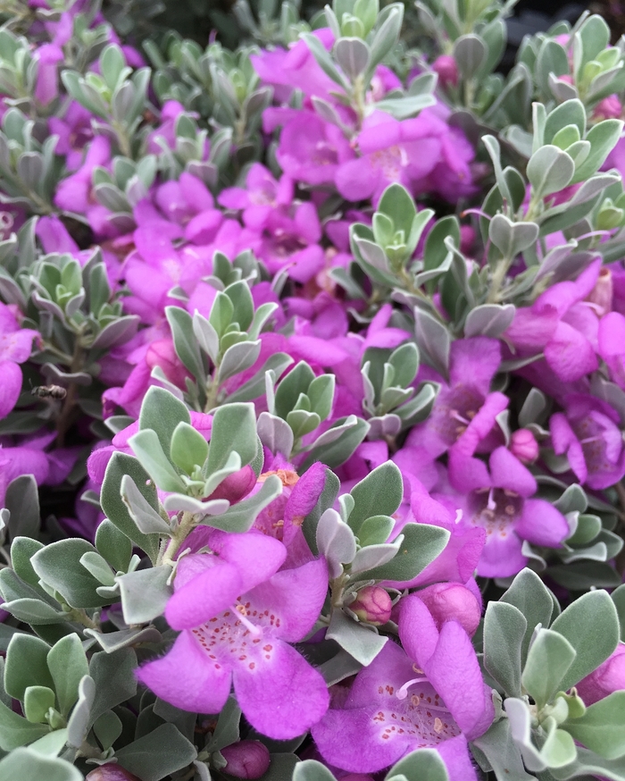 'Desperado®' Sage - Leucophyllum frutescens from 93 Nursery and Landscape Supply