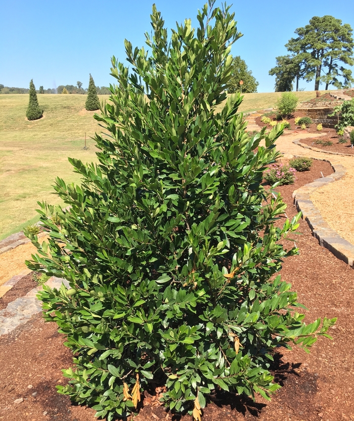 Compact Cherry Laurel - Prunus caroliniana 'Compacta' from 93 Nursery and Landscape Supply