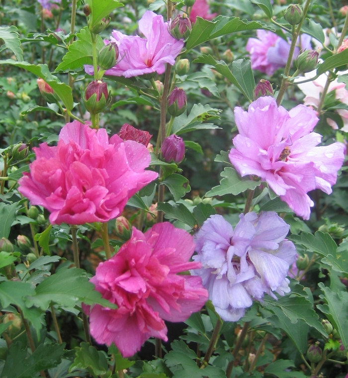 Althea - Hibiscus syriacus from 93 Nursery and Landscape Supply