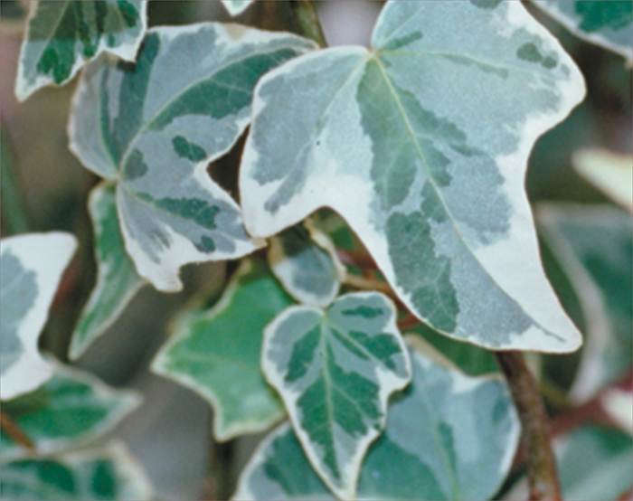 Proven Accents® 'Glacier' - Hedera helix (Glacier Ivy) from 93 Nursery and Landscape Supply