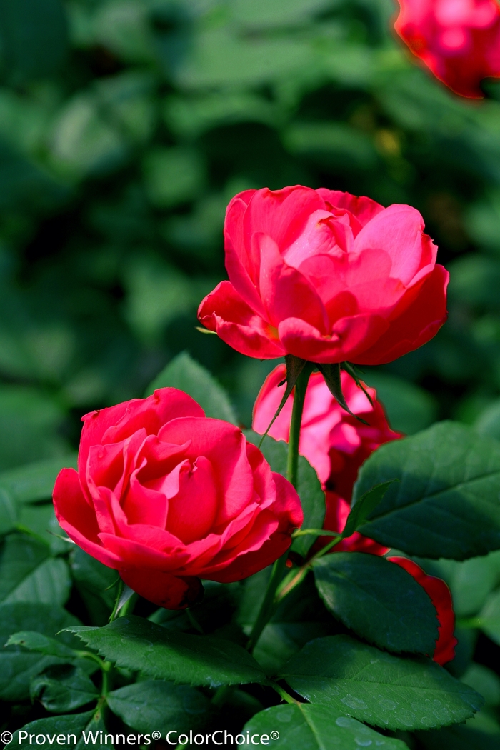 'Oso Easy Double Red®' Landscape Rose - Rosa from 93 Nursery and Landscape Supply