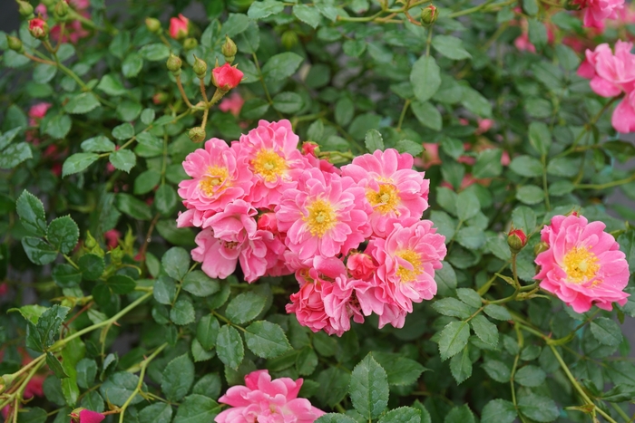 Oso Easy® 'Double Pink' - Rosa (Landscape Rose) from 93 Nursery and Landscape Supply