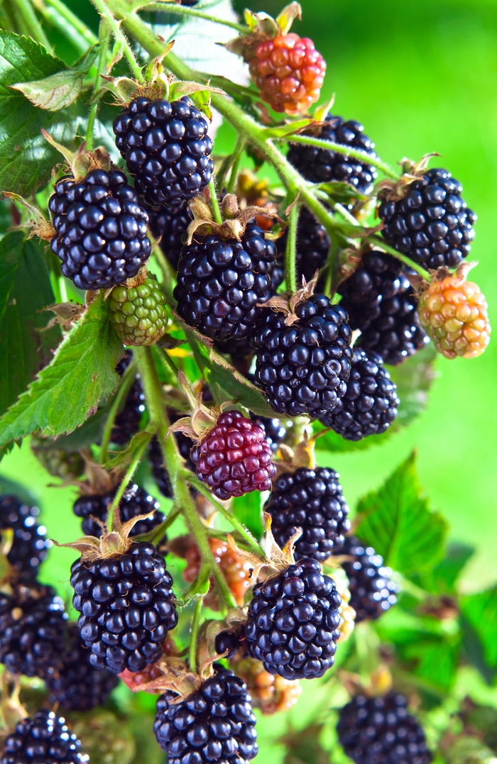 'Arapaho' Blackberry - Rubus from 93 Nursery and Landscape Supply