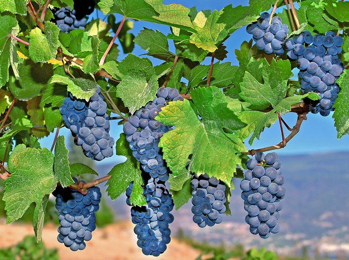 'Mars' Grape - Vitis vinifera from 93 Nursery and Landscape Supply