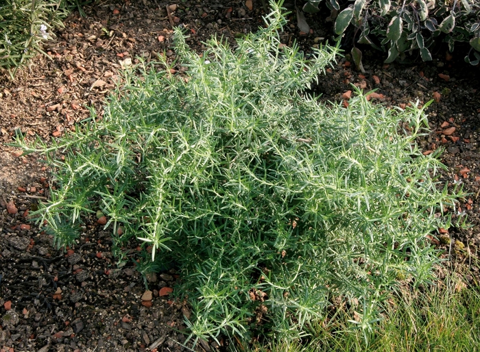 Trailing Rosemary - Rosmarinus officinalis from 93 Nursery and Landscape Supply